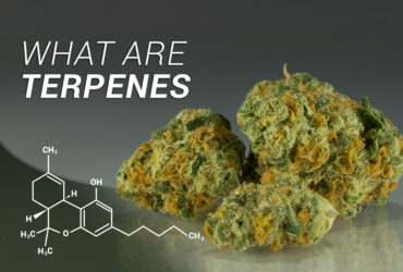 Terpenes, Terpenoids, and Flavonoids: What’s the Difference?