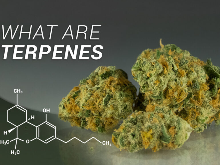 Terpenes, Terpenoids, and Flavonoids: What’s the Difference?
