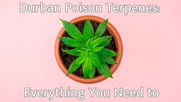 Durban Poison Terpenes: Everything You Need to Know